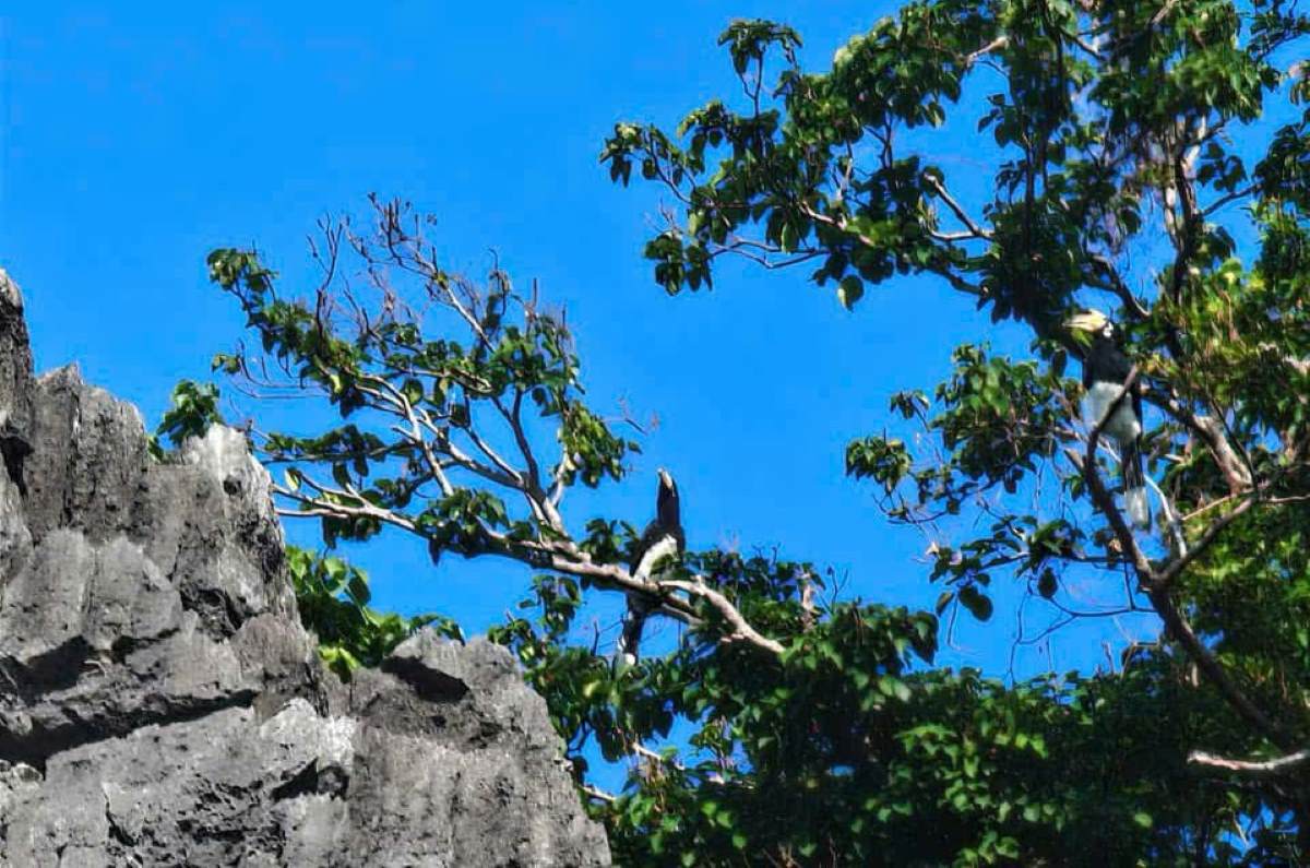 Đôi chim lạ, nghi là loài Cao cát trắng, trên vịnh Hạ Long. Ảnh do người dân cung cấp