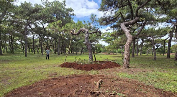Rừng ở Gia Lai bị triệt hạ để chiếm đất, bán cây cảnh