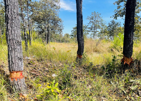 Rừng bị xâm hại, mất dần, cơ quan chức năng vẫn đang đo đạc, kiểm đếm khối lượng và tìm thủ phạm. Ảnh: Hiền Trần