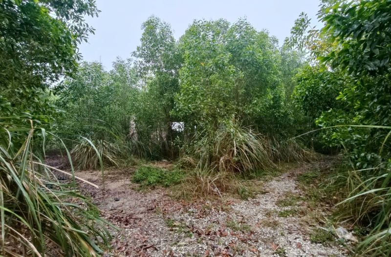 Dự án trung tâm thương mại hàng trăm tỉ đồng trở thành khu rừng hoang tàn. Ảnh: Quách Du