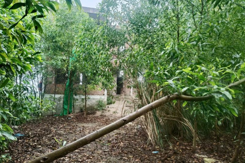 Cảnh hoang tàn, rậm rạp bên trong dự án. Ảnh: Quách Du