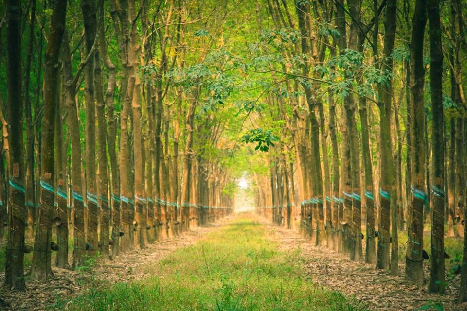 Giá cao su hôm nay 15/1 Cao su Nhật Bản lên đỉnh hơn 10 tháng nhờ yen suy yếu