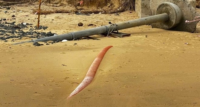 Triều cường gây xói lở ở bờ biển xã Vạn Tường khiến cáp ngầm xuyên biển cấp điện cho đặc khu Lý Sơn lộ thiên. Ảnh: Viên Nguyễn