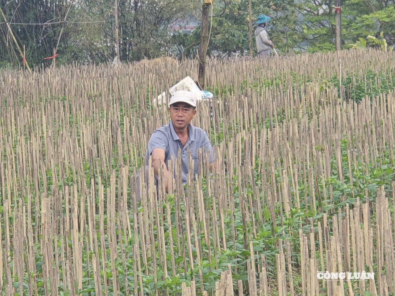 Niềm vui của người nông dân, khi những luống hoa tự tay mình trồng phát triển tốt (ảnh Cái Văn Long).