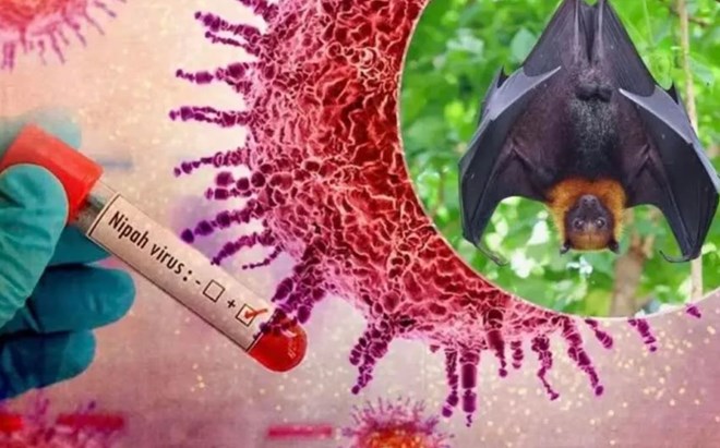 Virus Nipah: Trung Quốc thông báo về khả năng ổ dịch lây lan