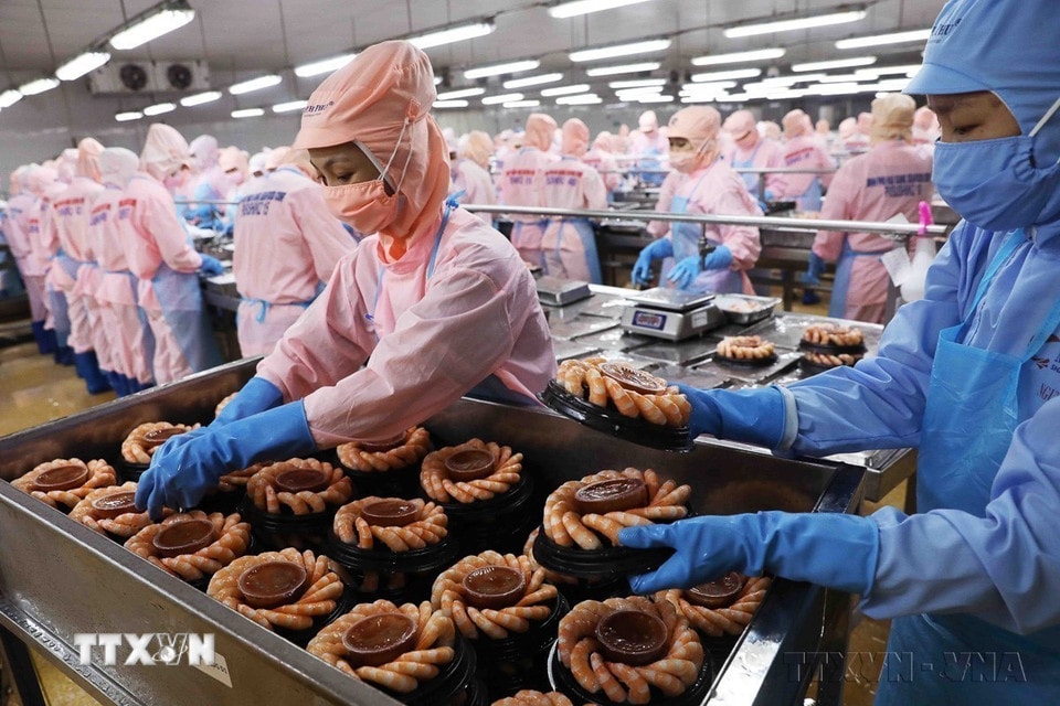 Đóng gói tôm thành phẩm xuất khẩu. (Ảnh: Vũ Sinh/TTXVN)