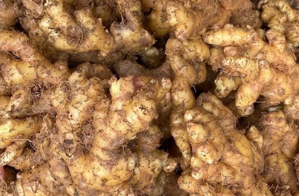 Cách thải độc bằng gừng mà người lao động nên biết