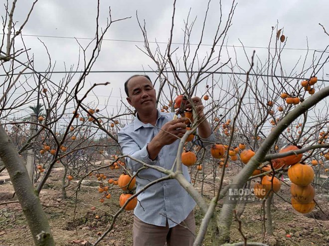 Ông chủ vườn hồng cổ tiền tỉ ở Ninh Bình kiếm thu nhập từ rễ cây