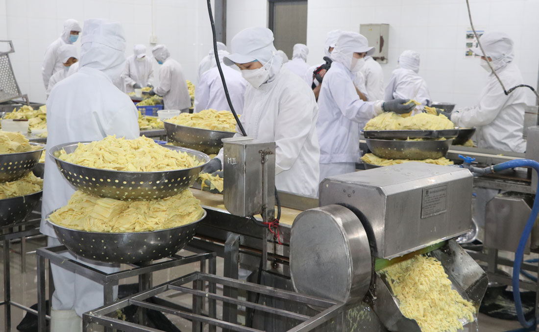 Mỗi mùa thu hoạch, măng tre Bát độ từ những nương đồi ở Lào Cai không còn cảnh “được mùa rớt giá”. Ảnh: Thanh Hùng