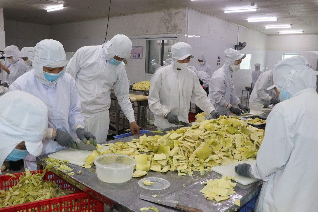 Chế biến măng để xuất khẩu. Ảnh: Thanh Hùng