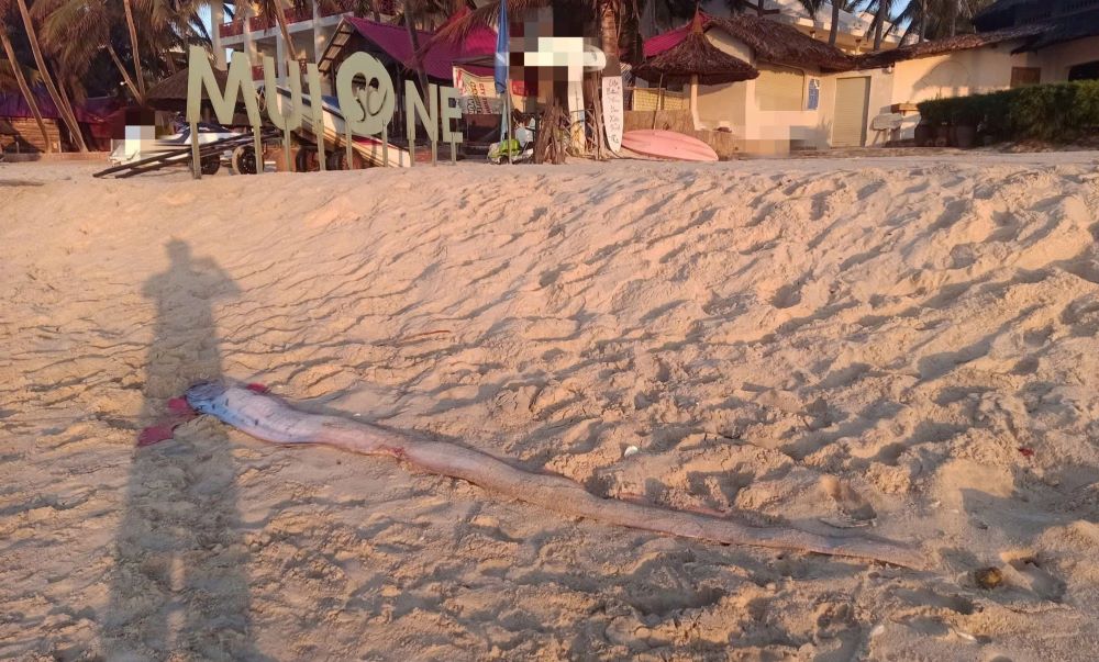 Cá mái chèo trôi dạt vào bờ biển Mũi Né, sáng 24.3. Ảnh: Phạm Duy