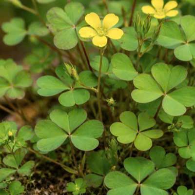 Kiểm soát axit uric bằng loại rau ít gặp