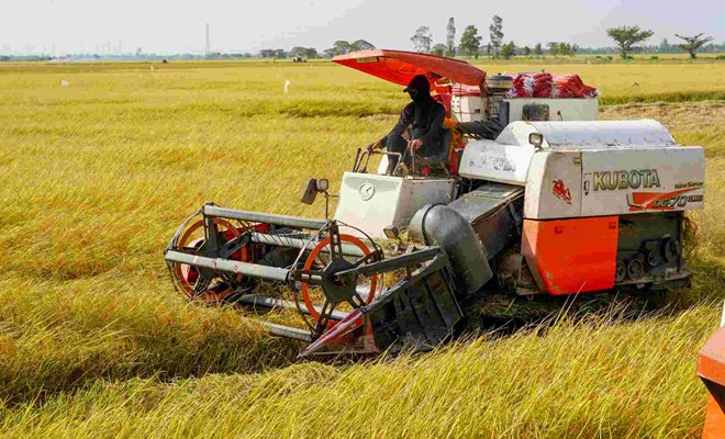 Giá lúa bấp bênh, nông dân gặp khó