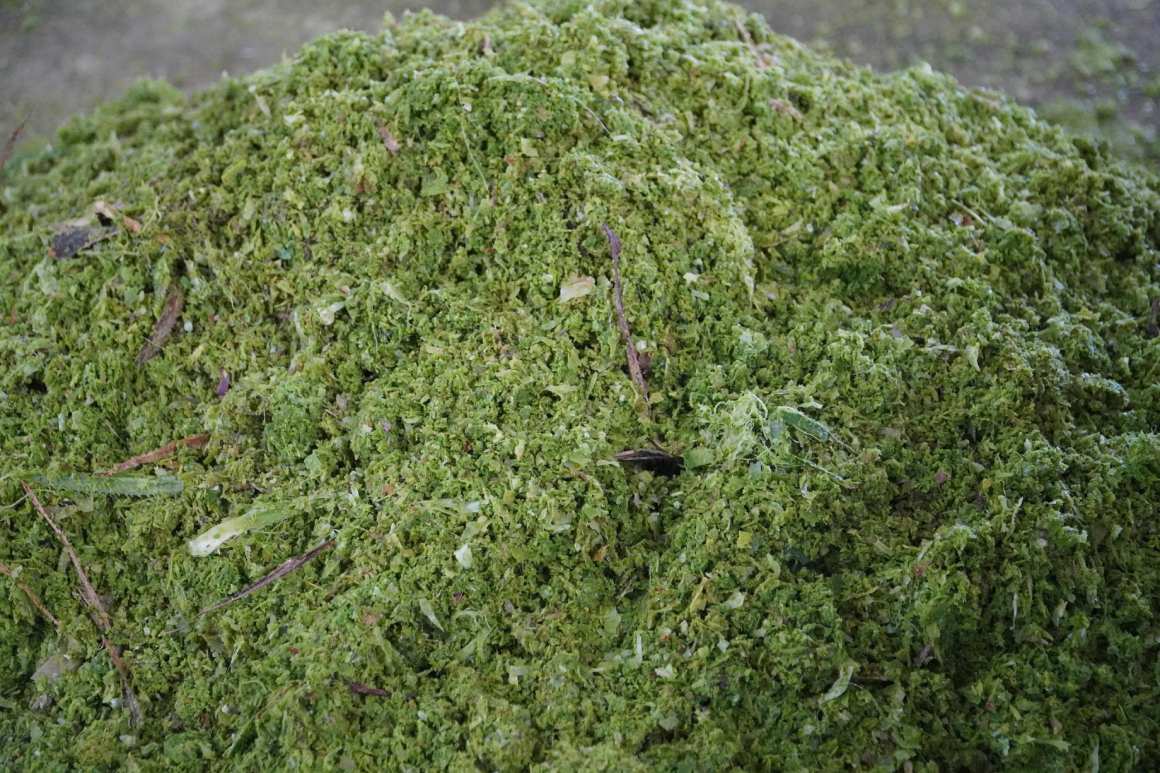 Phế phẩm còn lại được ủ vi sinh, nuôi trùn quế làm thức ăn cho cá, lươn; phân trùn lại bón cho cây, tạo vòng tuần hoàn khép kín. Ảnh: Tạ Quang