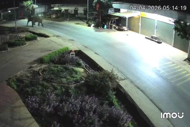 Voi rừng đi dạo trên quốc lộ, xông cả vào trường học ở Sơn La