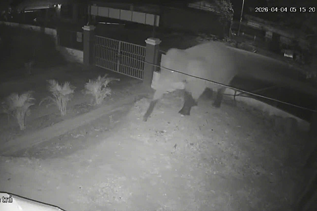 Voi rừng phá rào vào Trường Phổ thông Dân tộc bán trú THCS Huổi Một rạng sáng ngày 4.4. Ảnh: Camera giám sát Trường PTDTBT THCS Huổi Một.