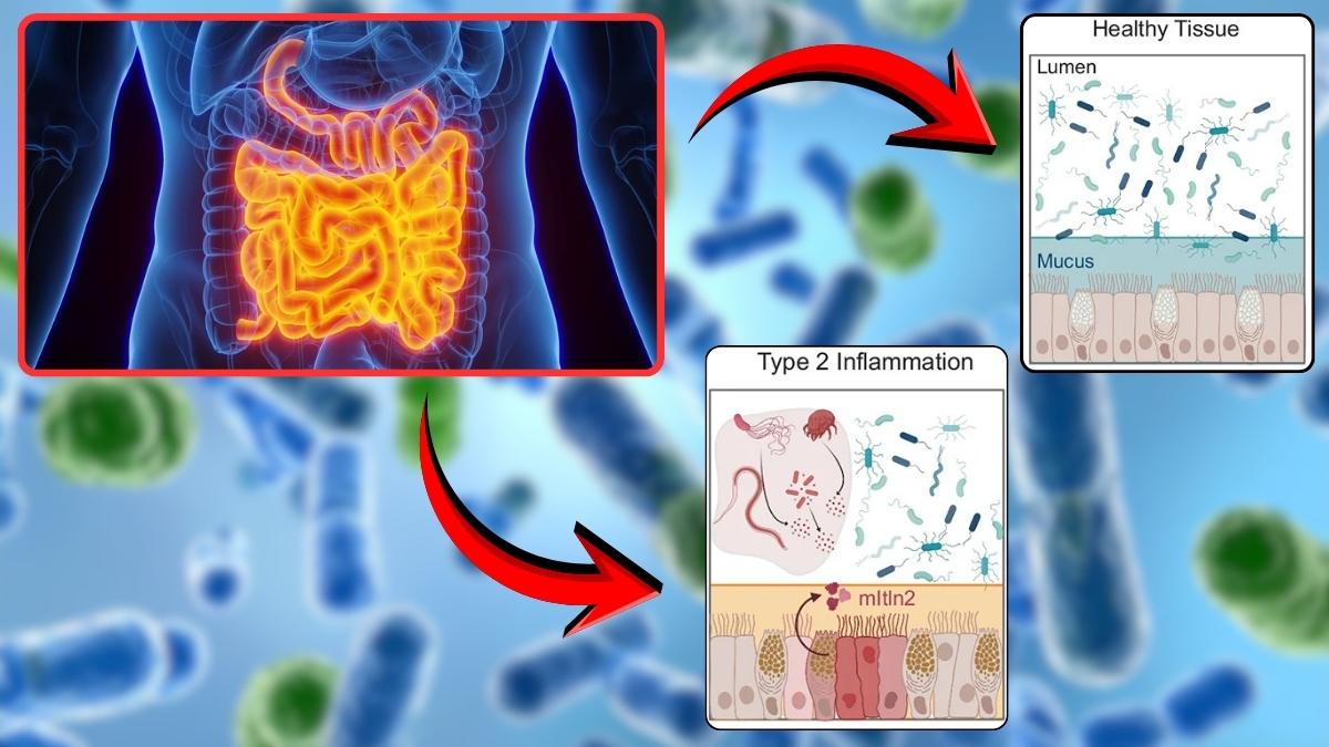 Giải pháp mới chống kháng kháng sinh từ protein trong cơ thể. Đồ họa: