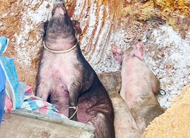 Dịch tả lợn châu Phi bùng phát tại Hà Tĩnh, phải tiêu hủy hơn 1.000 con lợn bệnh