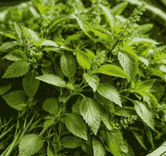 Công thức hỗ trợ thải độc gan bằng rau kinh giới