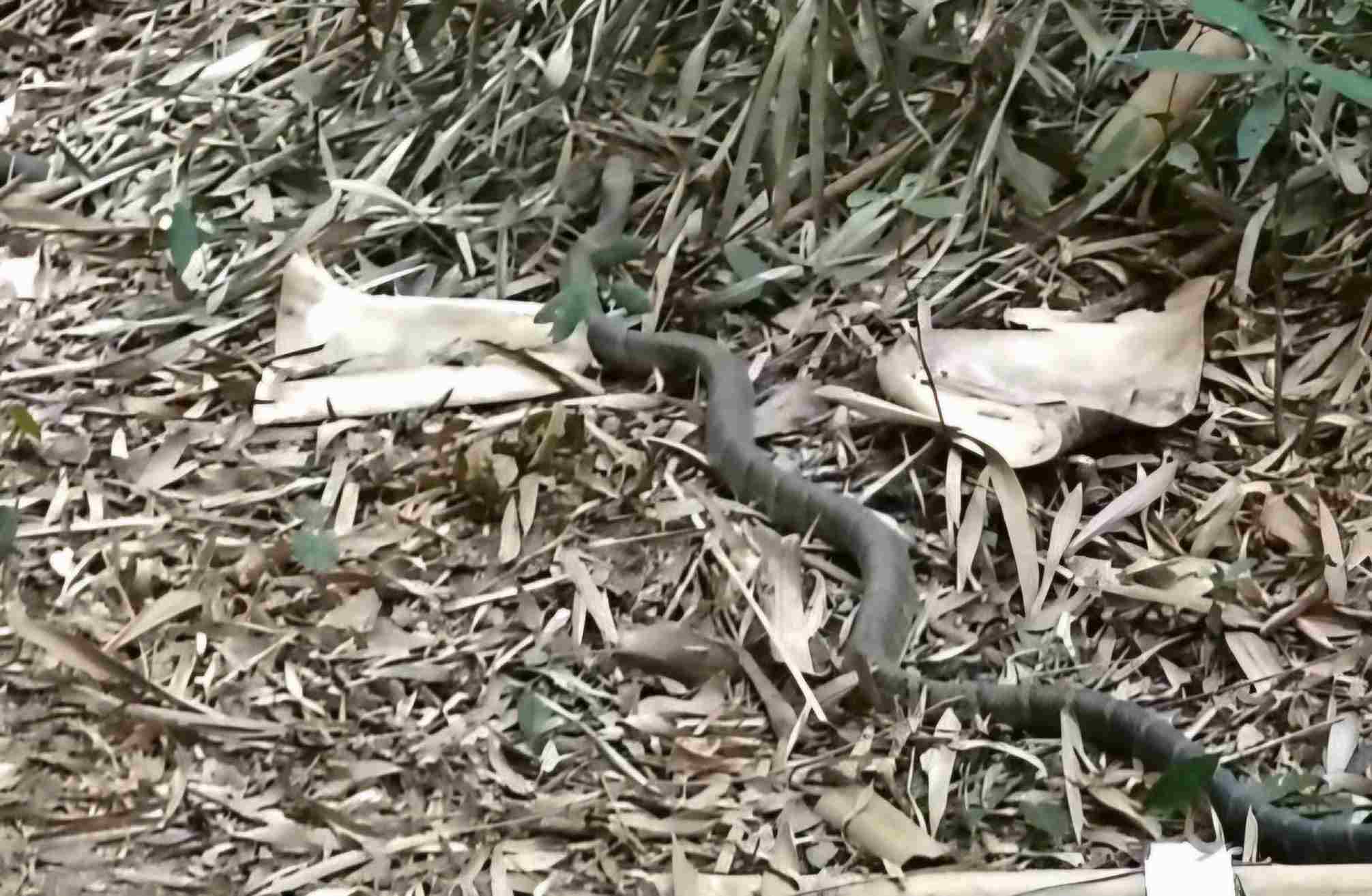 Cá thể rắn hổ mang chúa nguy cấp, quý hiếm được tái thả về tự nhiên. Ảnh: Công an Nâm Nung