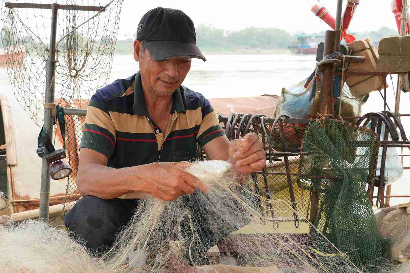 Cá mòi tươi rói, thân bạc lấp lánh sau mỗi mẻ lưới.