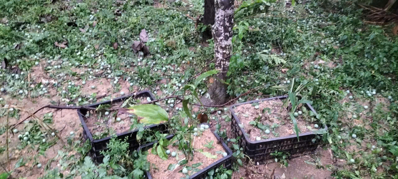 Mưa đá gây thiệt hại nặng nề cho các vườn mận