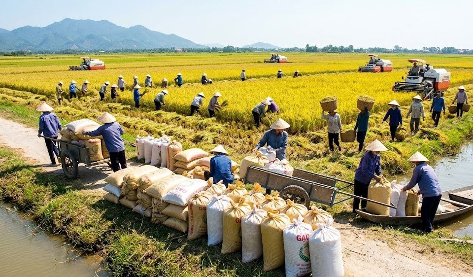 Giá lúa gạo hôm nay 22.4: Lúa tăng nhẹ duy trì, gạo tiếp tục đi ngang - ảnh 1