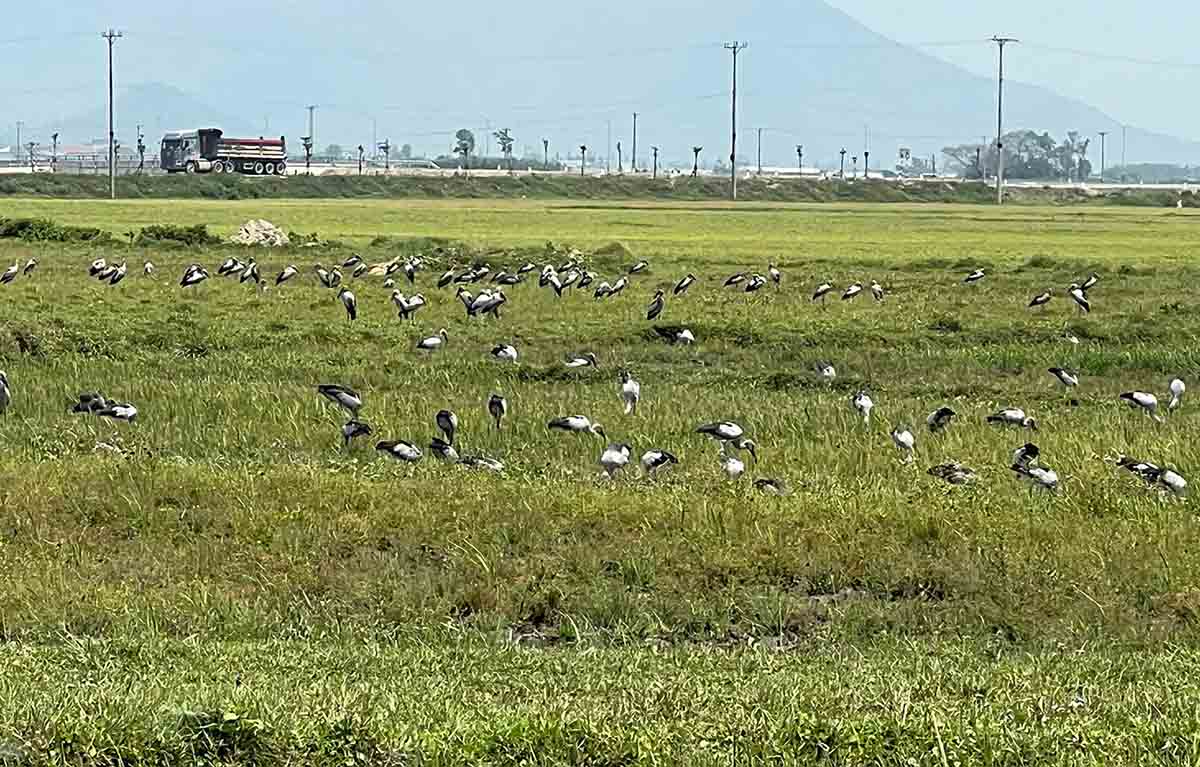 Đàn cò nhạn hàng trăm con đã xuất hiện nhiều ngày trên cánh đồng Khu Bắp, phường Sông Trí. Ảnh: Đức Tuấn