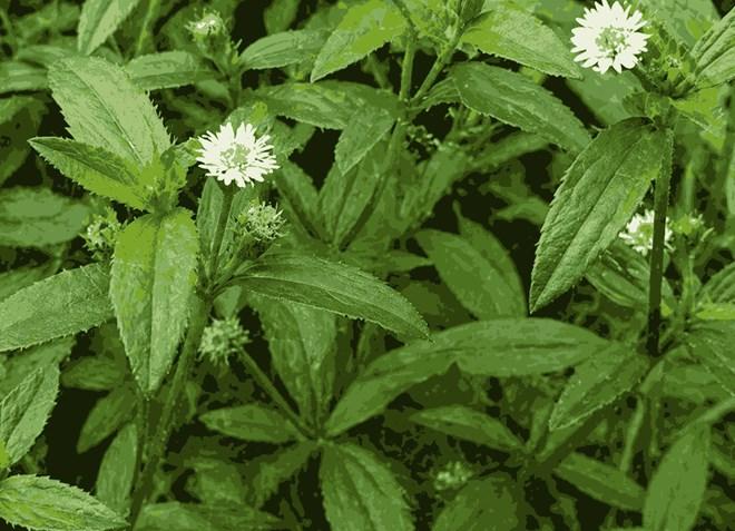 Chống rụng tóc, kích thích mọc tóc bằng loại cây thảo mộc