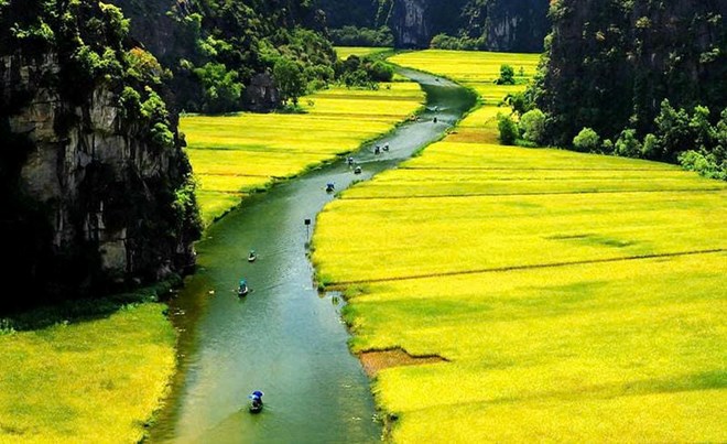 Dòng Ngô Đồng trong tháng 5 tươi hồng