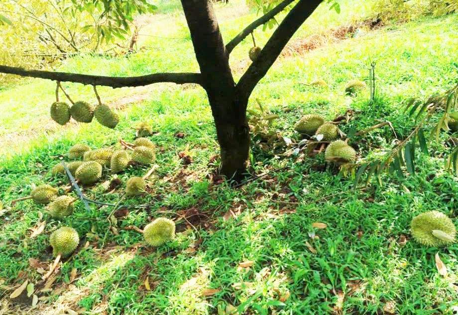 Sầu riêng của người dân bị lốc xoáy tuốt rựng nằm đầy gốc gây thiệt hại lớn. Ảnh: Thần Hy