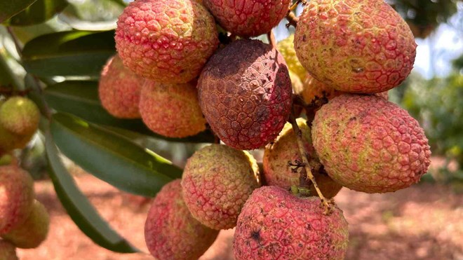 Cách ăn vải thiều giúp hạn chế cảm giác nóng trong