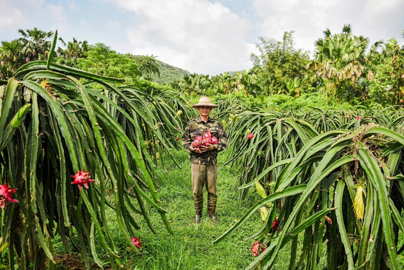 Người dân xã Đồng Yên (Tuyên Quang) thu hoạch thanh long ruột đỏ.