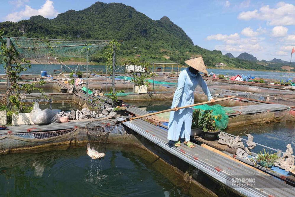 Nuôi cá lồng trên lòng hồ Hòa Bình tại xã Mường Hoa. Ảnh: Yên San