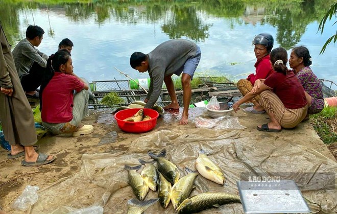 Chuẩn bị xuất bán thì cá chết đồng loạt