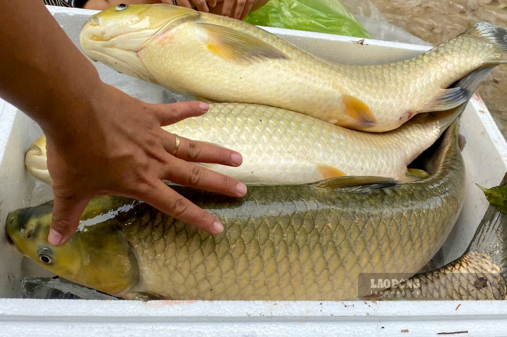 Số cá chết đã đạt trọng lượng để bán ra thị trường. Ảnh: Nguyễn Phi Trường.