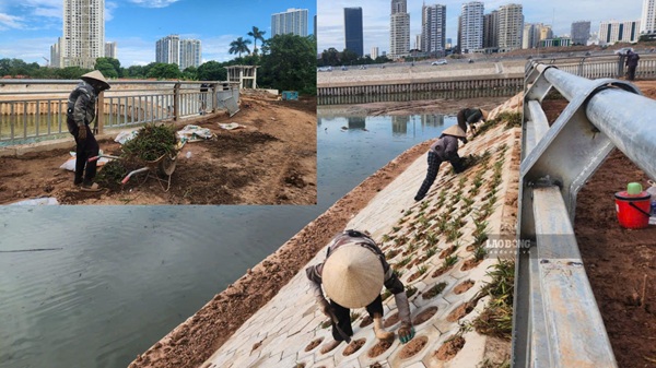 Công nhân đang trồng cỏ tạo cảnh quan quanh hồ. Ảnh: Minh Hạnh