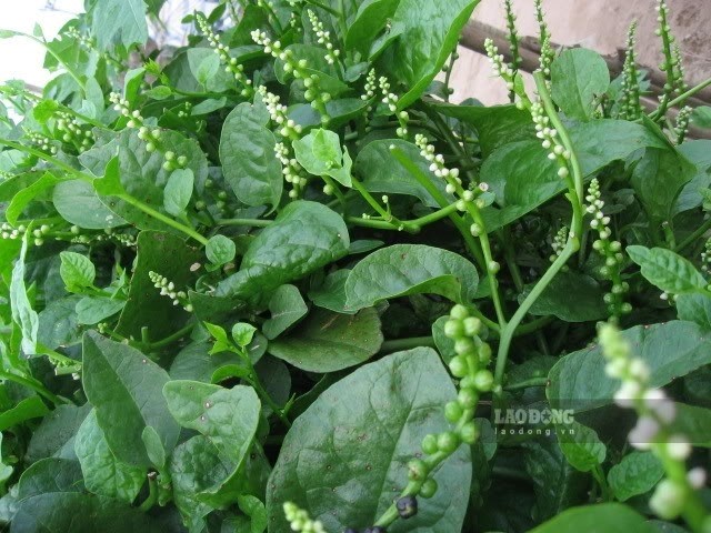 Ăn rau mồng tơi sai cách có thể âm thầm làm tăng nguy cơ sỏi thận