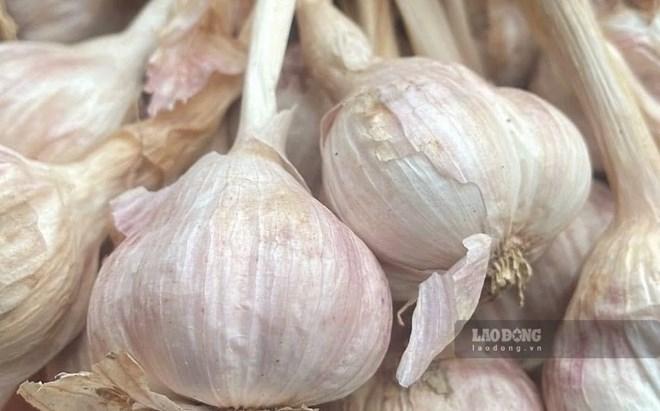 Tăng chức năng gan bằng tỏi