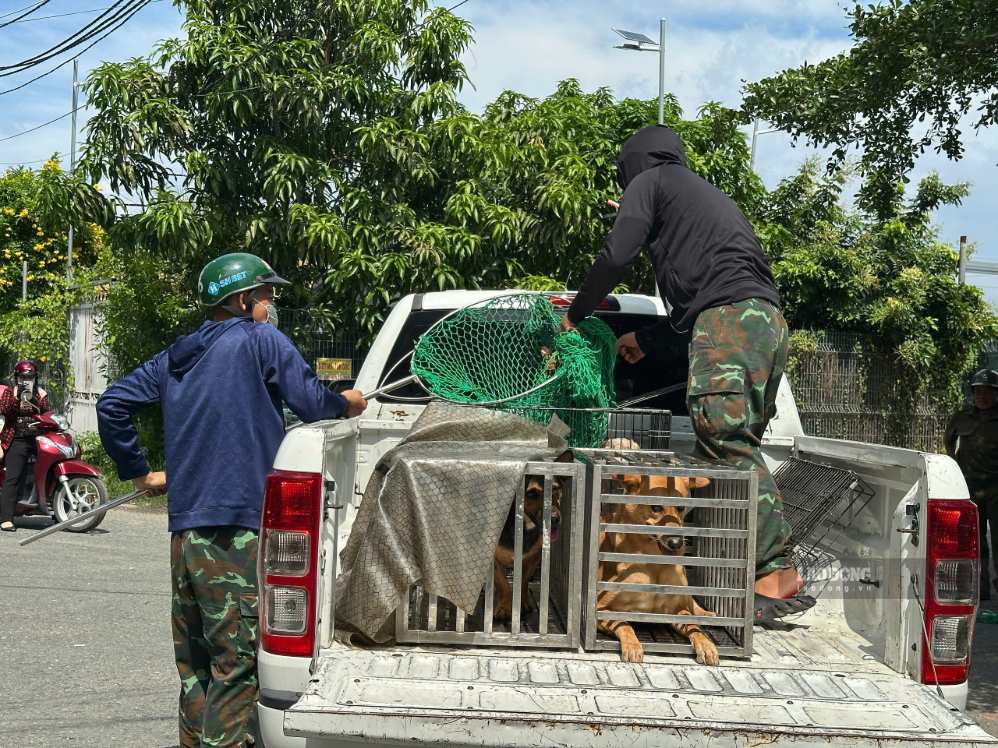 Lực lượng chức năng để chó vào trong lồng sắt sau khi bắt. Ảnh: Minh Tâm