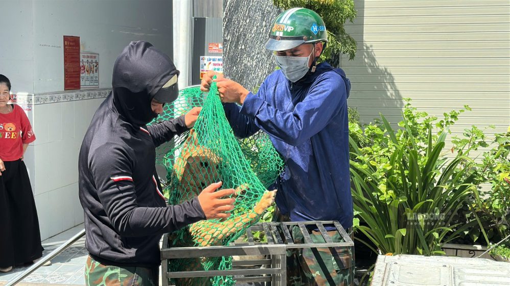 Toàn bộ vật nuôi sau khi bắt về được chuyển tới khu lưu giữ tập trung của đơn vị chuyên trách để chăm sóc. Ảnh: Minh Tâm