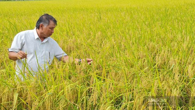 Cà Mau phát triển lúa phát thải thấp, lấy lợi nhuận nông dân làm động lực