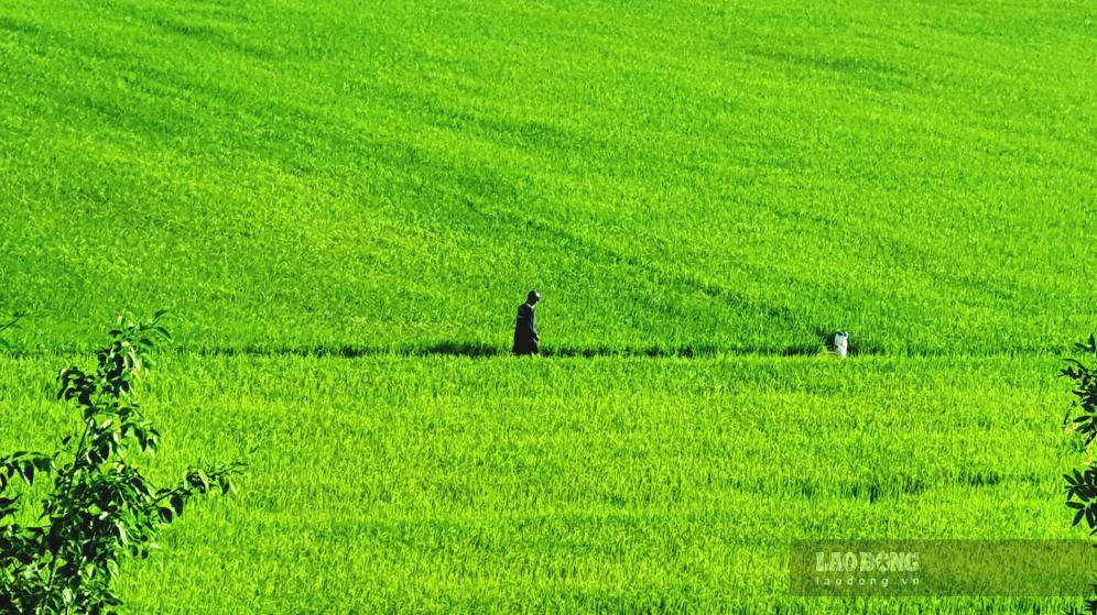 Trên cánh đồng lúa chất lượng cao tại Cà Mau. Ảnh: Nhật Hồ.