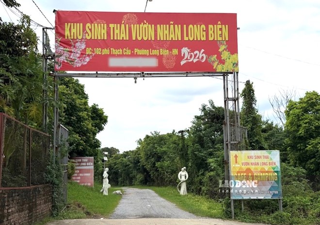 Vườn nhãn Long Biên sai phép vẫn ngang nhiên hoạt động