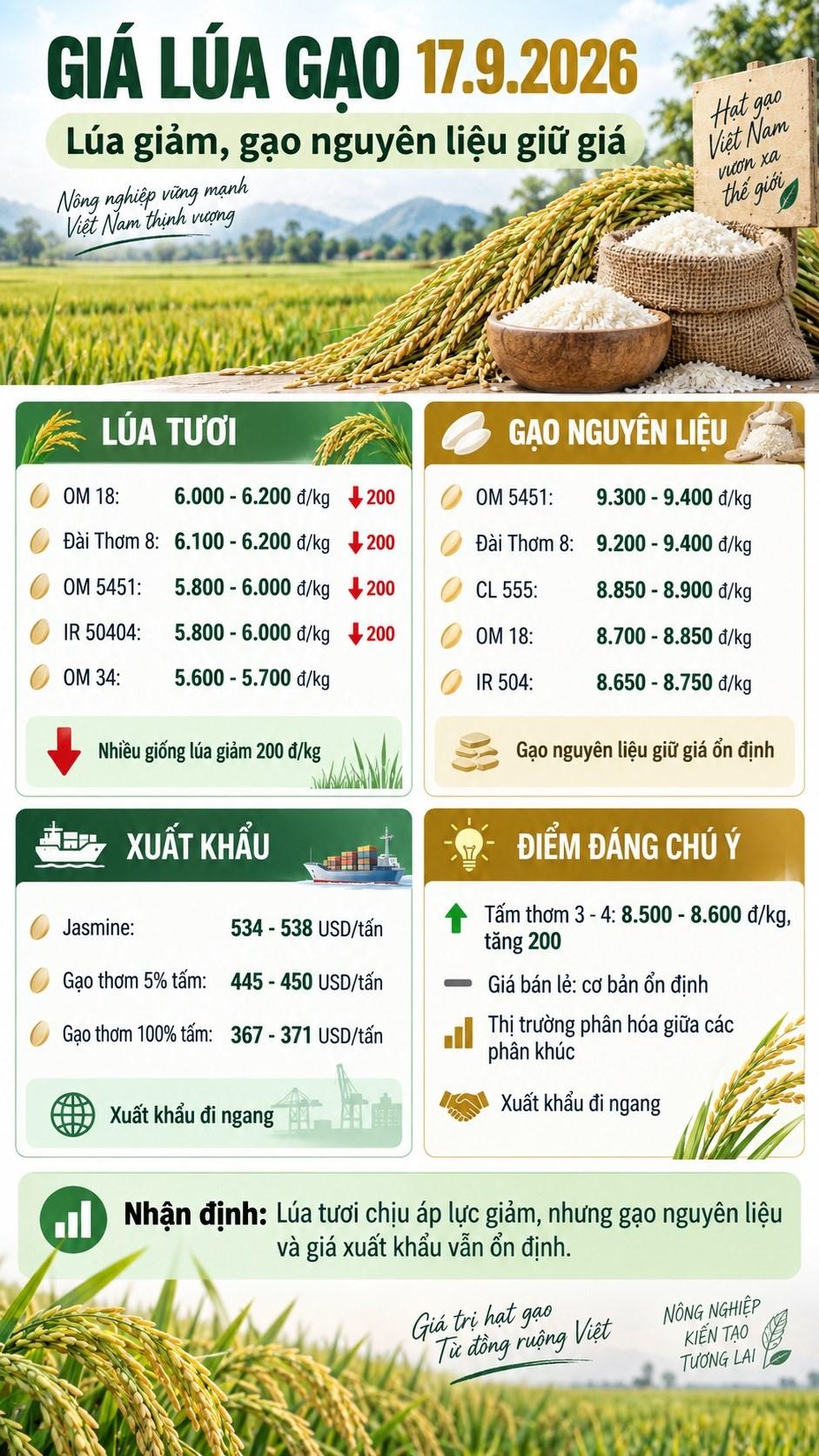 Giá lúa gạo hôm nay 17.9.2026: Lúa tươi đồng loạt giảm 200 đồng/kg - ảnh 3