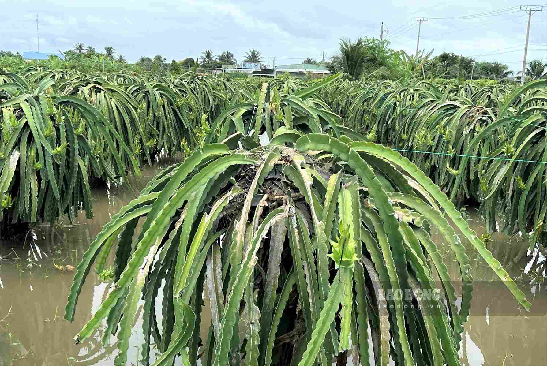 Vườn thanh long của người dân các xã phía Đông tỉnh Lâm Đồng ngập trong nước nguy cơ bị hư hỏng. Ảnh: Phúc Khánh (Ảnh chụp chiều 24.9)