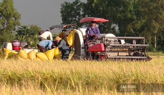 Mưa lớn kéo dài, nông dân Cà Mau lao đao vì lúa Hè Thu muộn