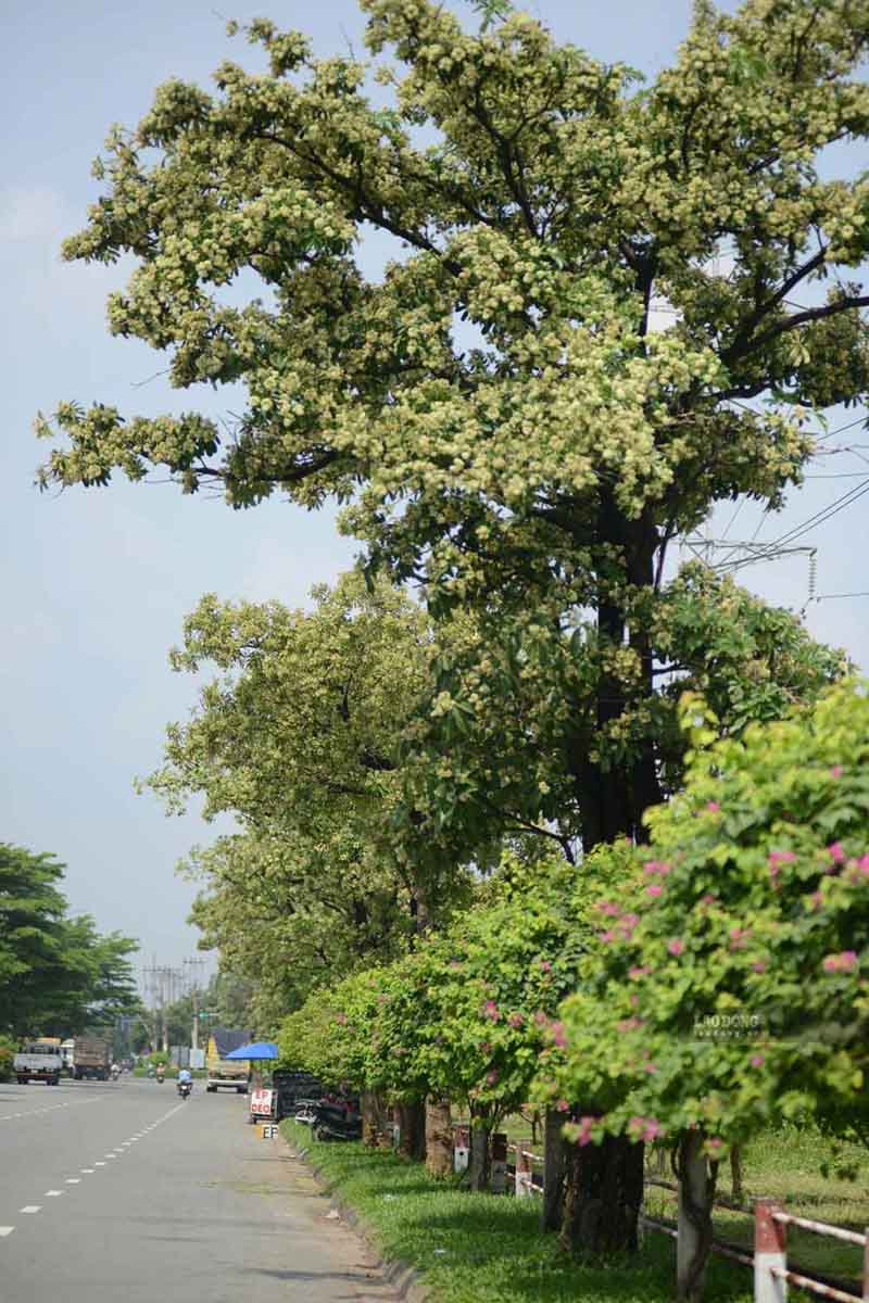 Hàng hoa sữa trên đường số 7, Khu công nghiệp Vĩnh Lộc, phường Bình Tân, đang đồng loạt trổ hoa giữa tháng 10. Ảnh: Anh Tú