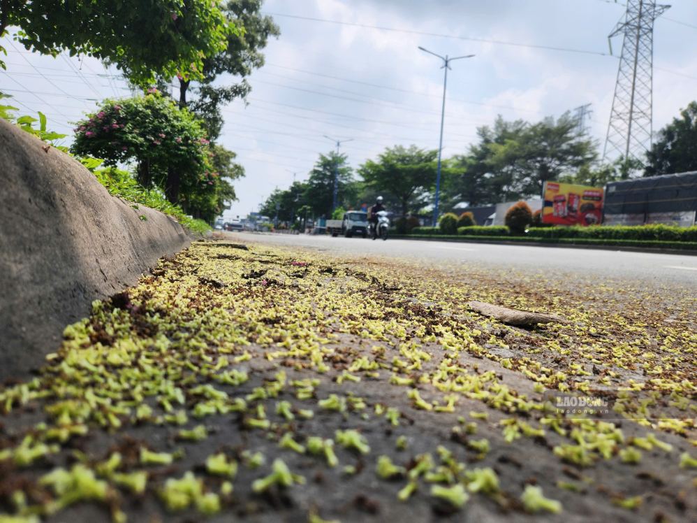 Những chùm hoa sữa rụng, phủ trắng một góc vỉa hè giữa mùa hoa nở rộ tại TPHCM. Ảnh: Anh Tú