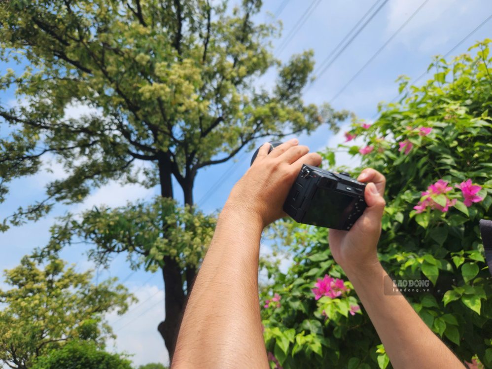 Các chùm hoa sữa trắng ngà nở dày trên tán cây, tạo điểm nhấn cho cảnh quan đô thị. Ảnh: Anh Tú